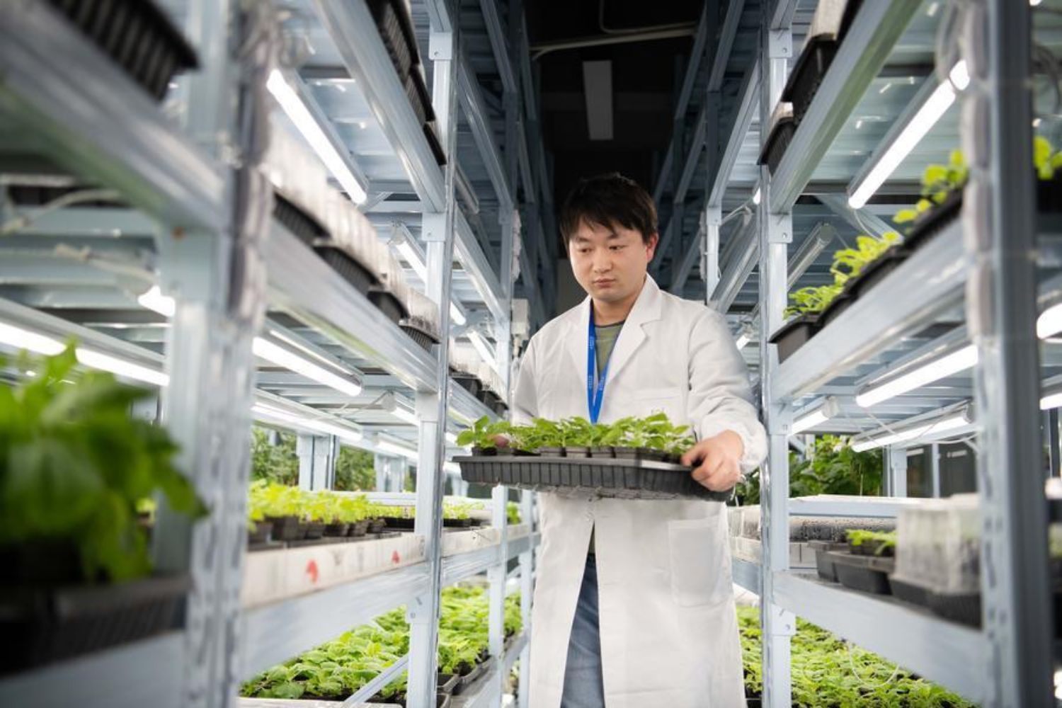 Parece ficção científica, mas estas plantas podem iluminar cidades inteiras sem eletricidade
