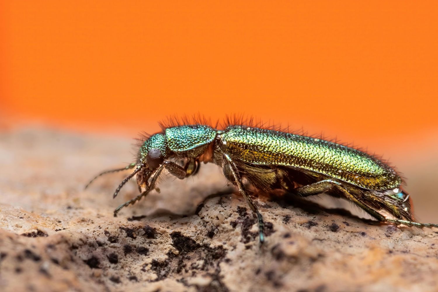 Cientistas alertam para desaparecimento global de insetos que pode provocar impacto em toda a cadeia alimentar