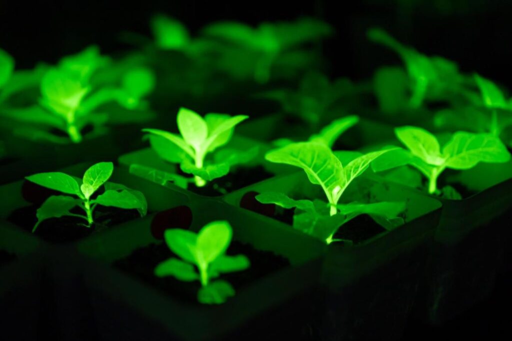 Parece ficção científica, mas estas plantas podem iluminar cidades inteiras sem eletricidade