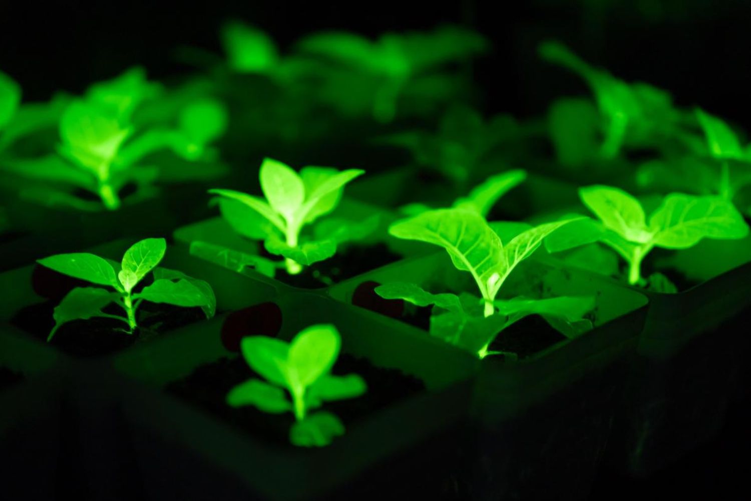 Parece ficção científica, mas estas plantas podem iluminar cidades inteiras sem eletricidade