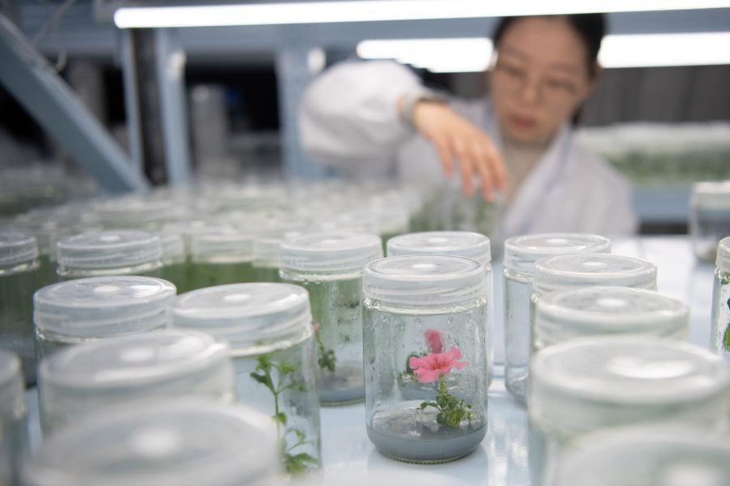 Parece ficção científica, mas estas plantas podem iluminar cidades inteiras sem eletricidade