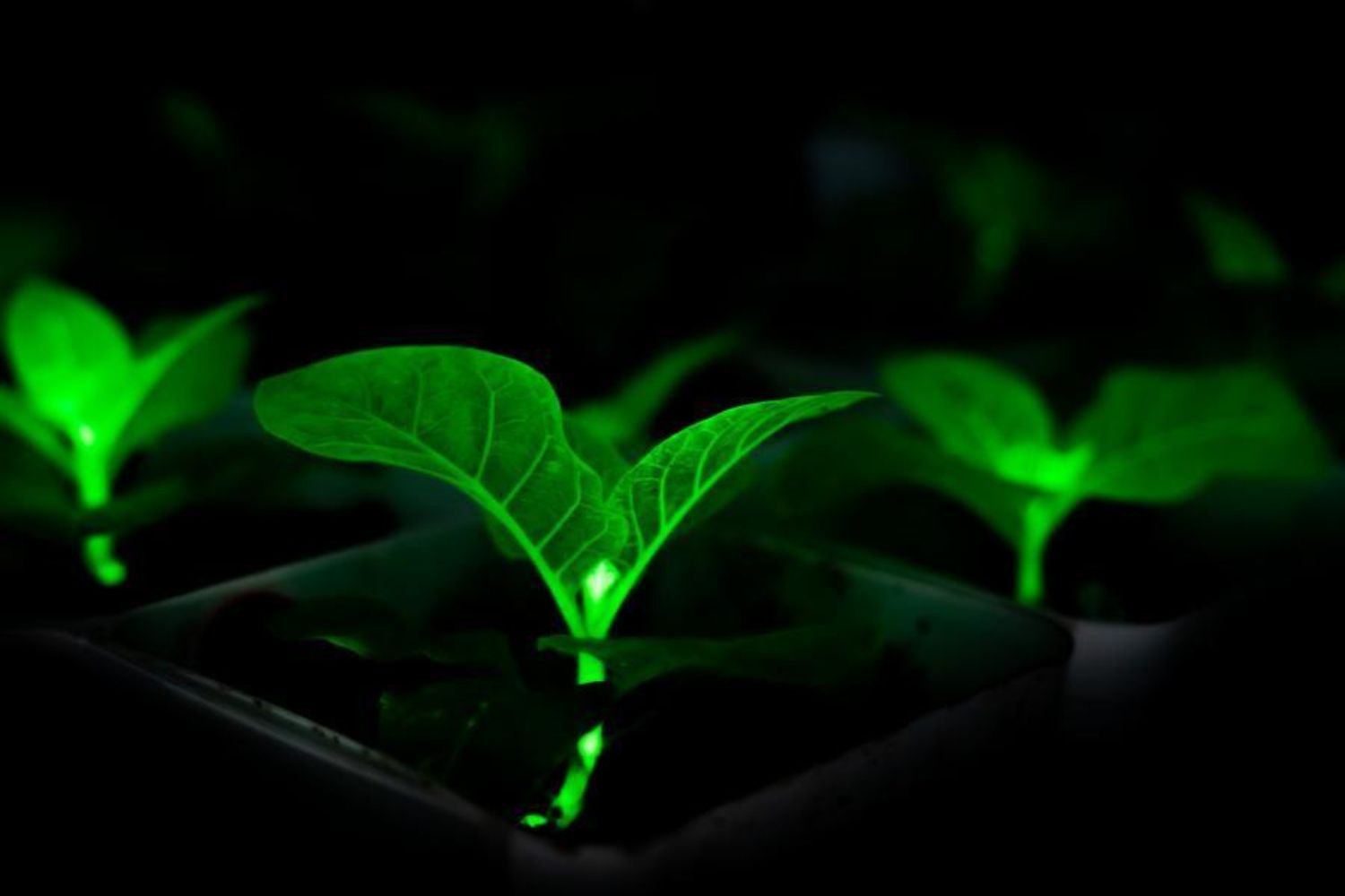 Parece ficção científica, mas estas plantas podem iluminar cidades inteiras sem eletricidade
