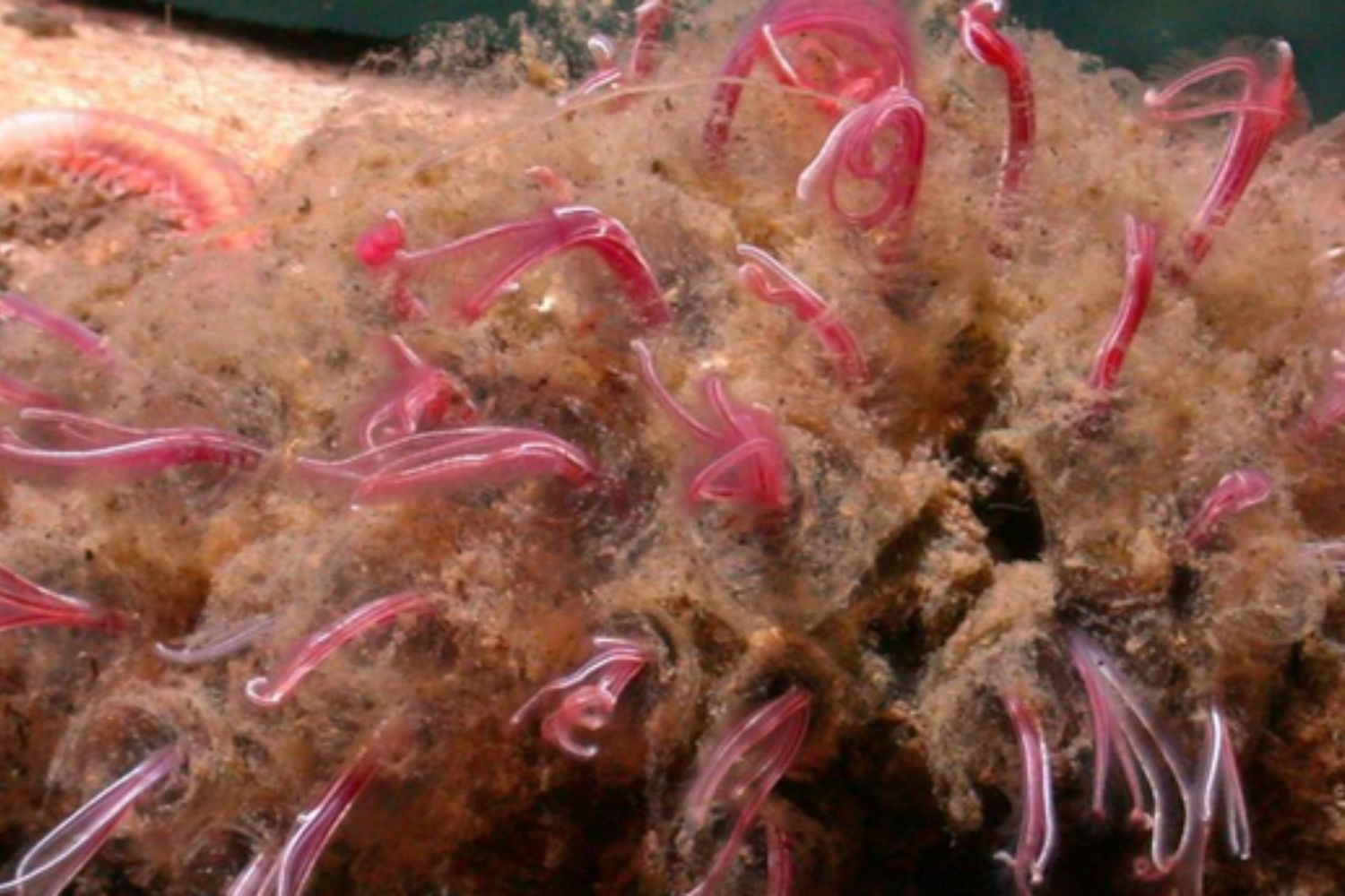 O “gusano zumbi”: uma criatura congelada por 24 mil anos acordou