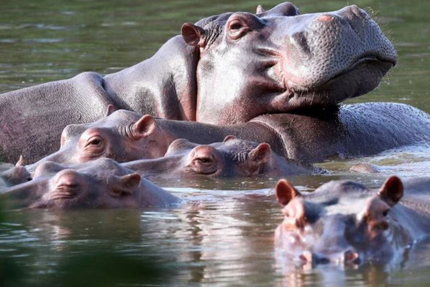 Colômbia enfrenta dilema por causa de animais exóticos: os hipopótamos de Pablo Escobar viraram um problema