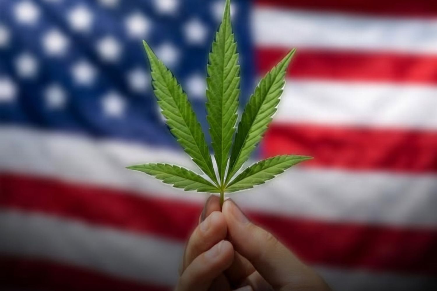 EUA mudam classificação da maconha e reacendem debate sobre legalização