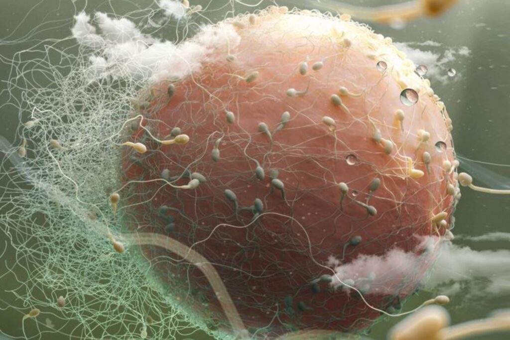 Cientistas descobriram como “desligar” a fertilidade masculina — e o efeito pode ser totalmente reversível