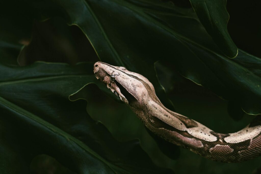 Cientistas descobrem substância em serpentes que pode revolucionar o emagrecimento