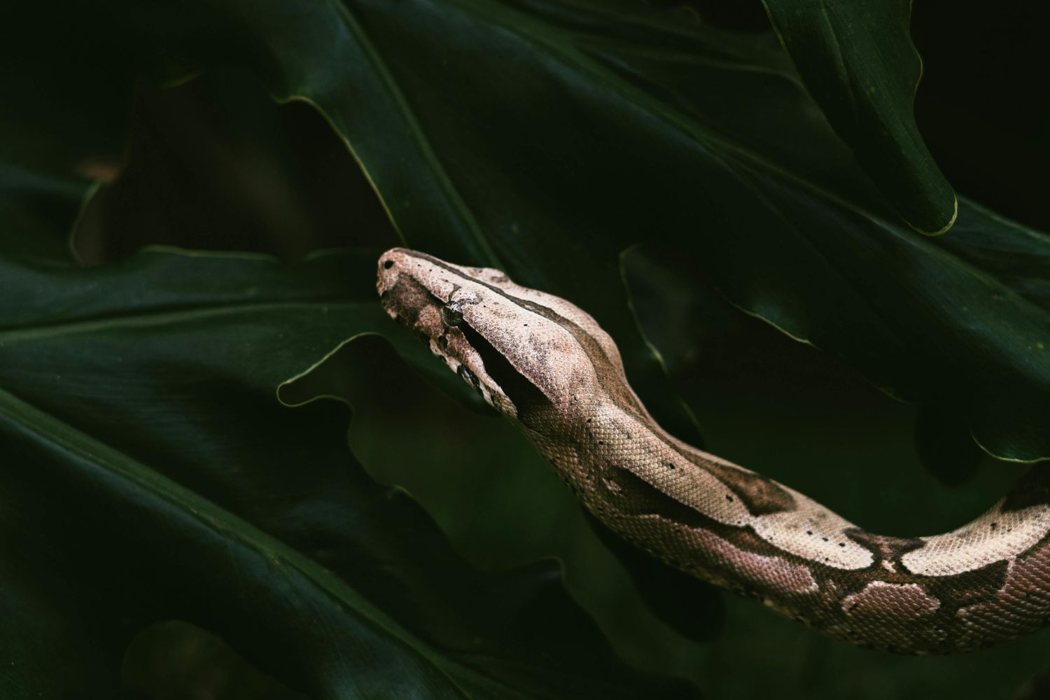 Cientistas descobrem substância em serpentes que pode revolucionar o emagrecimento