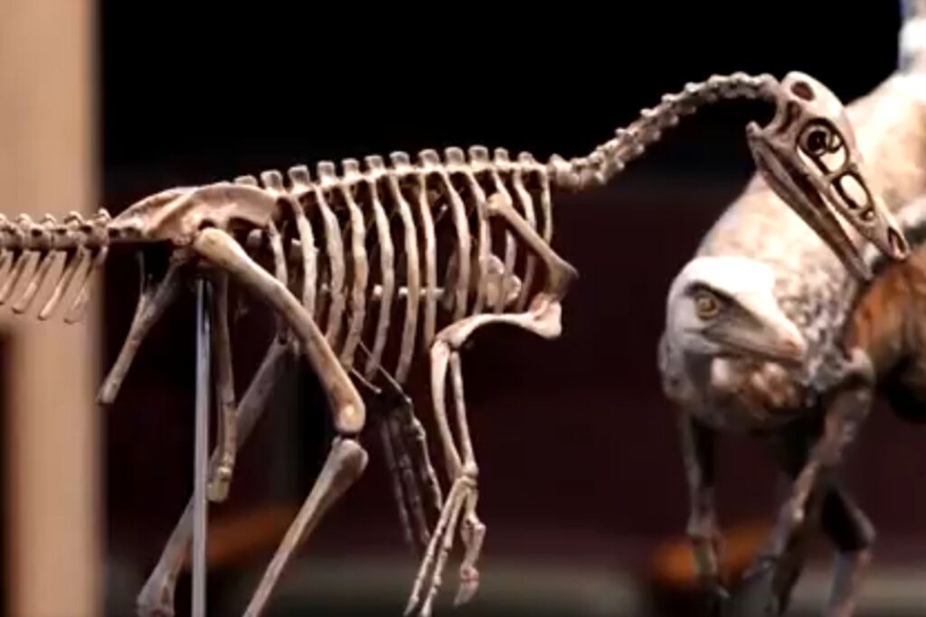 Um dinossauro do tamanho de uma galinha está mudando tudo o que sabíamos sobre a era dos gigantes