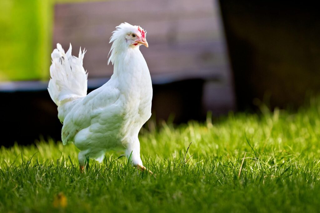 Parece impossível, mas já está acontecendo: resíduos de galinha estão virando energia elétrica