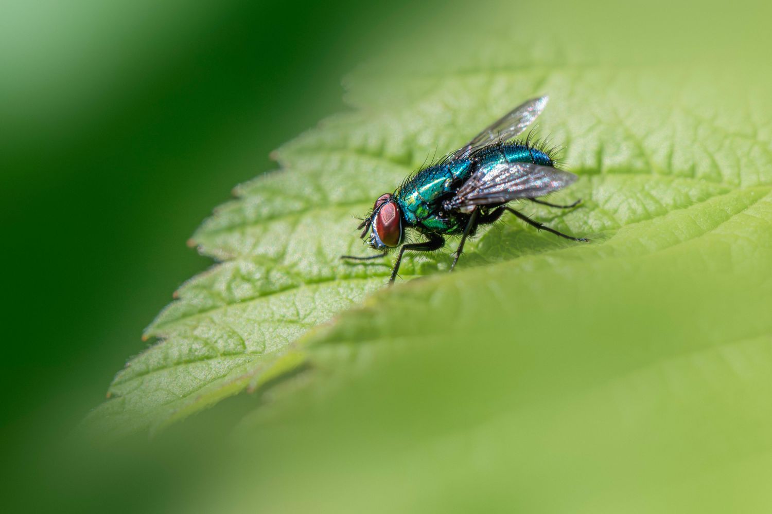 O calor pode estar mudando a evolução sem que percebamos — e tudo começou com uma mosca
