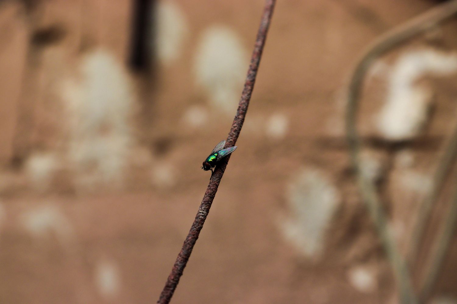 O calor pode estar mudando a evolução sem que percebamos — e tudo começou com uma mosca