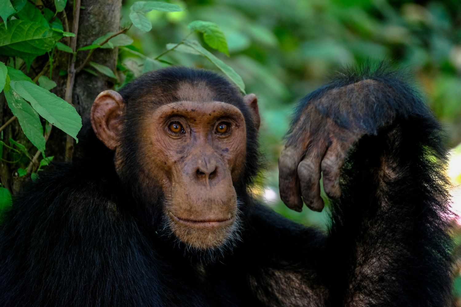 Cientistas observam “guerra” rara entre chimpanzés na África que pode ajudar a entender violência entre os humanos