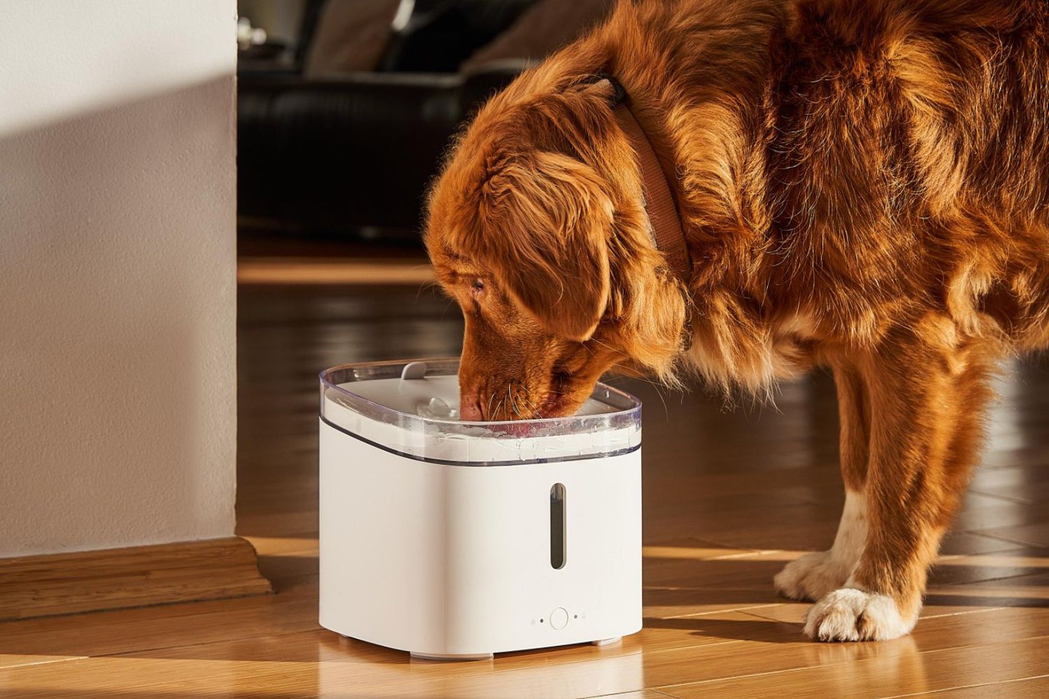 Os gadgets para pets estão invadindo as casas e mudando totalmente a rotina dos donos