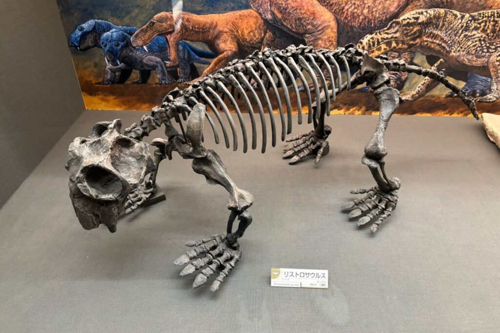 Um fóssil esquecido por anos revelou algo que ninguém esperava sobre nossos ancestrais