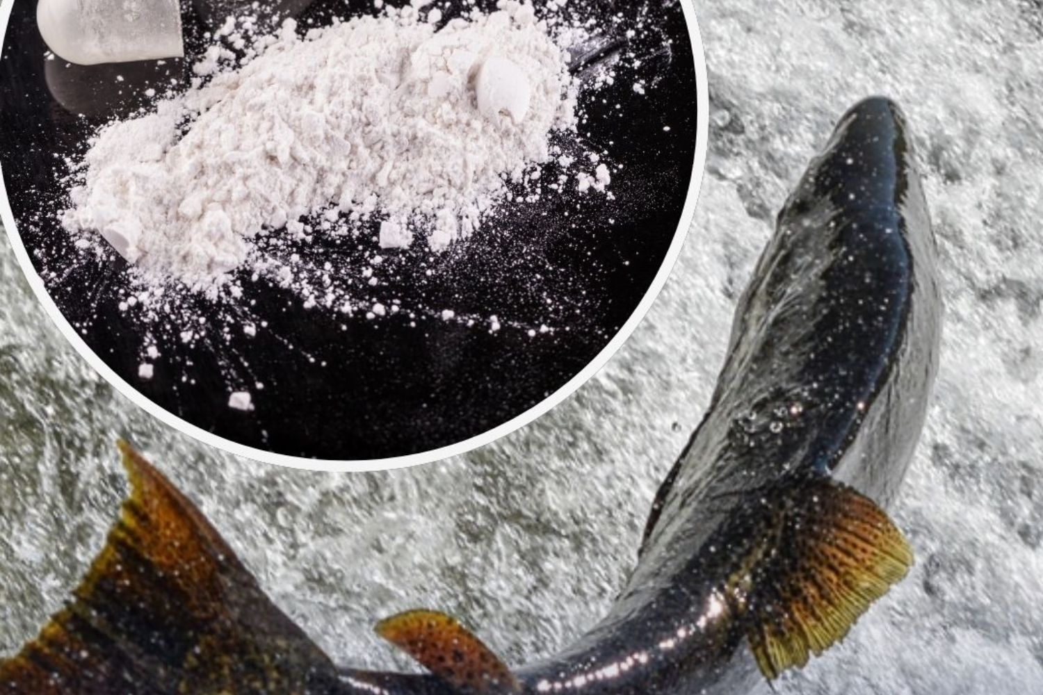 Agora os peixes também estão consumindo cocaína: o estudo que revelou o impacto nos salmões