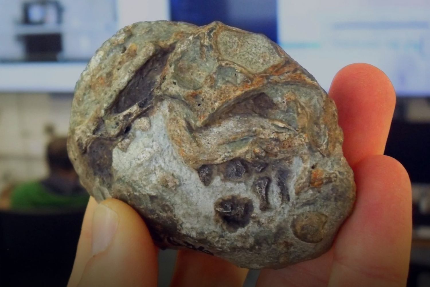 Um fóssil esquecido por anos revelou algo que ninguém esperava sobre nossos ancestrais