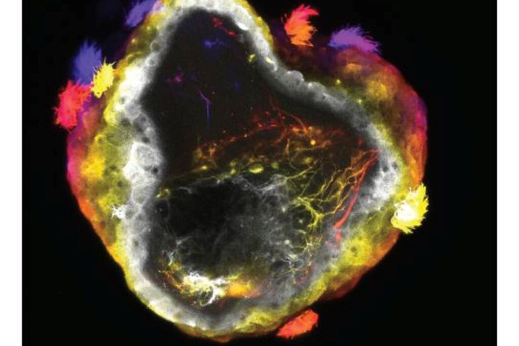 Cientistas desenvolvem neurobots com redes neuronais formadas espontaneamente
