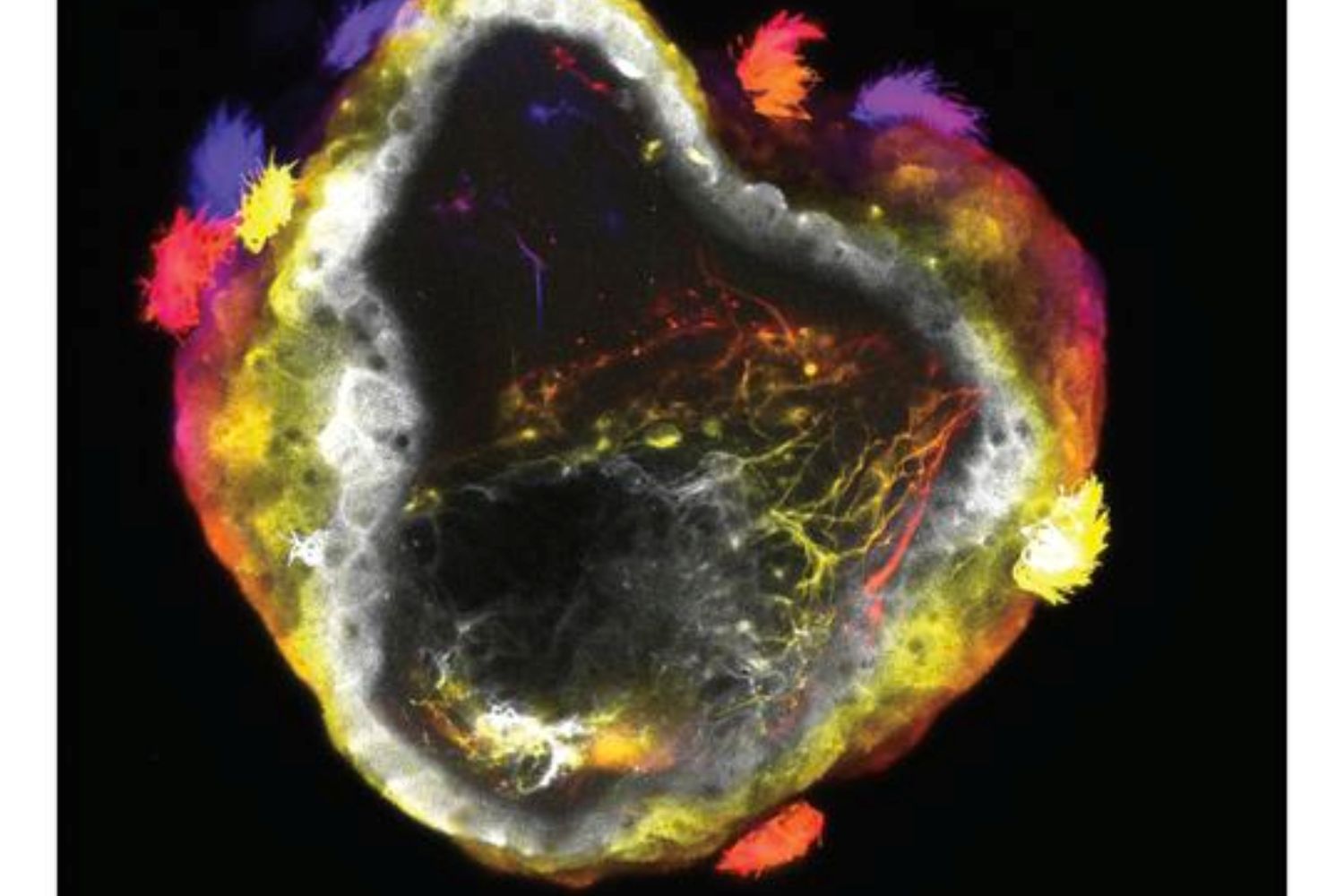 Cientistas desenvolvem neurobots com redes neuronais formadas espontaneamente
