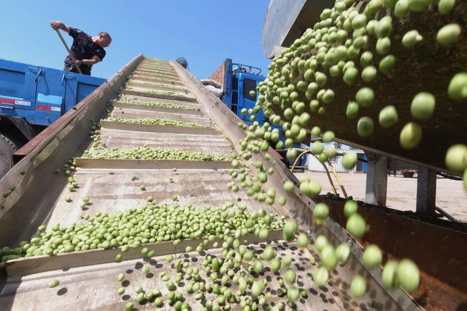 Um alimento simples escondeu um mistério por 160 anos, até que a ciência finalmente encontrou a resposta