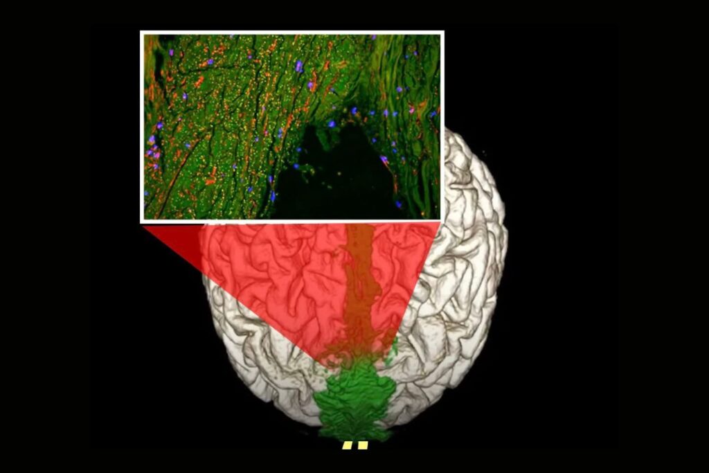 Cientistas descobrem um “sistema oculto” no cérebro que pode explicar como ele se limpa sozinho