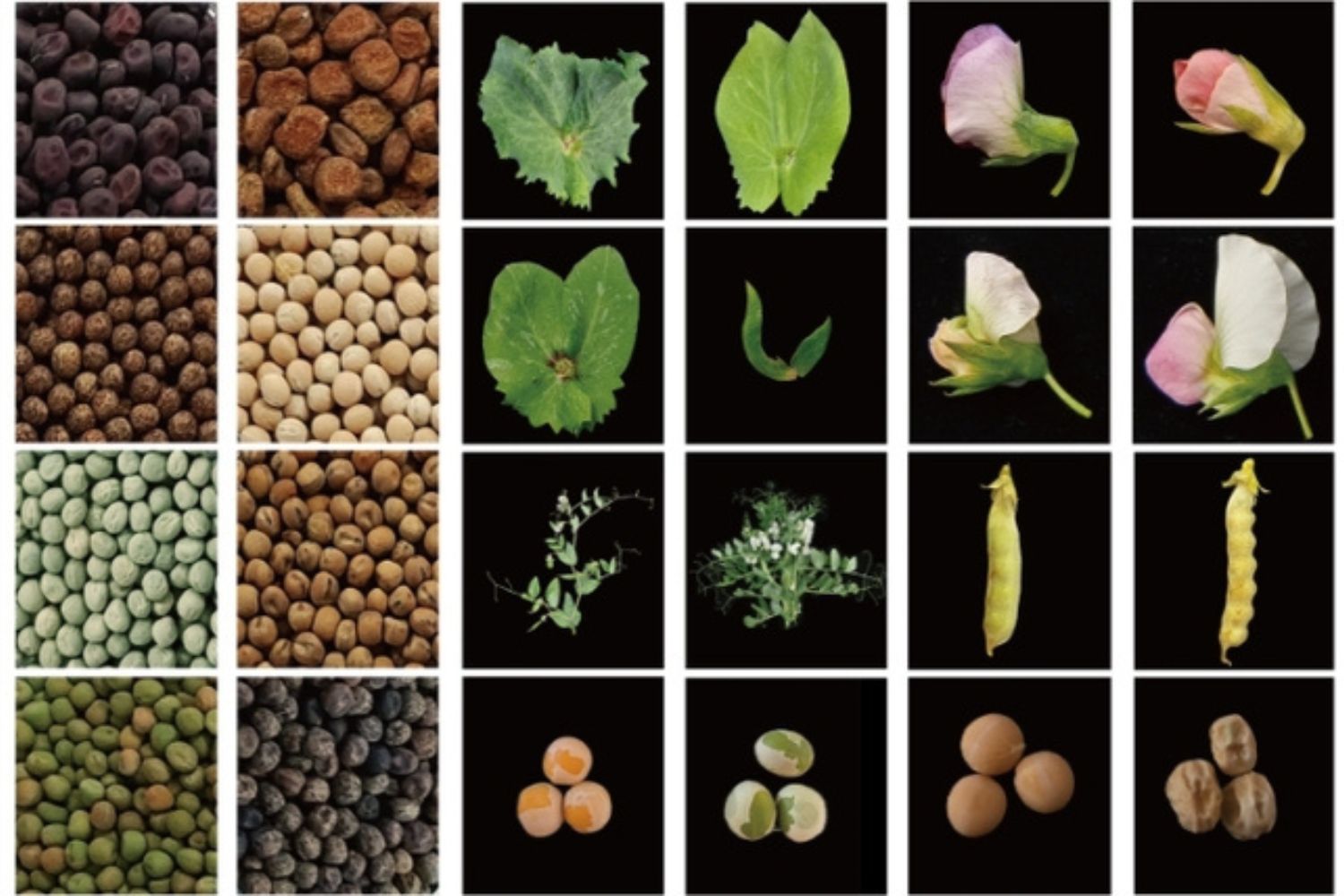 Um alimento simples escondeu um mistério por 160 anos, até que a ciência finalmente encontrou a resposta