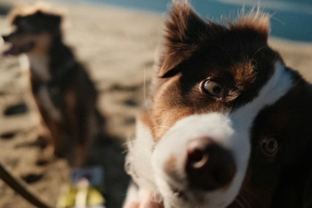Por que os cães inclinam a cabeça quando você fala? A ciência finalmente tem uma resposta surpreendente