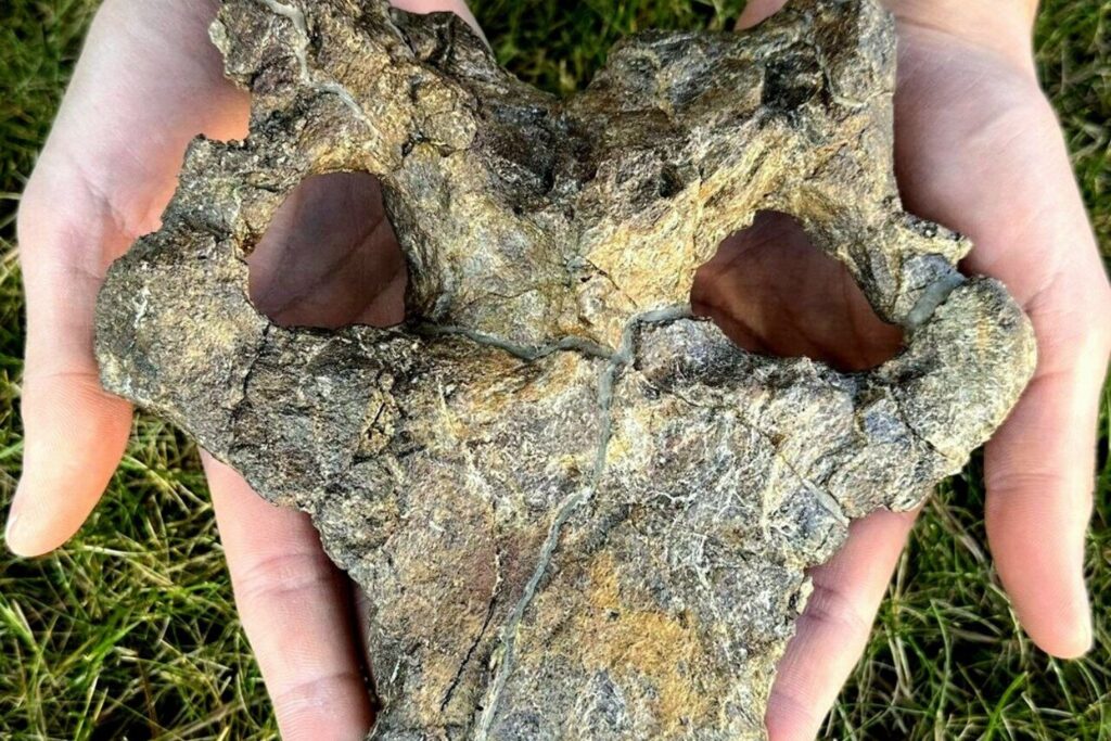 Um fóssil raro encontrado na Europa pode mudar tudo o que sabíamos sobre dinossauros