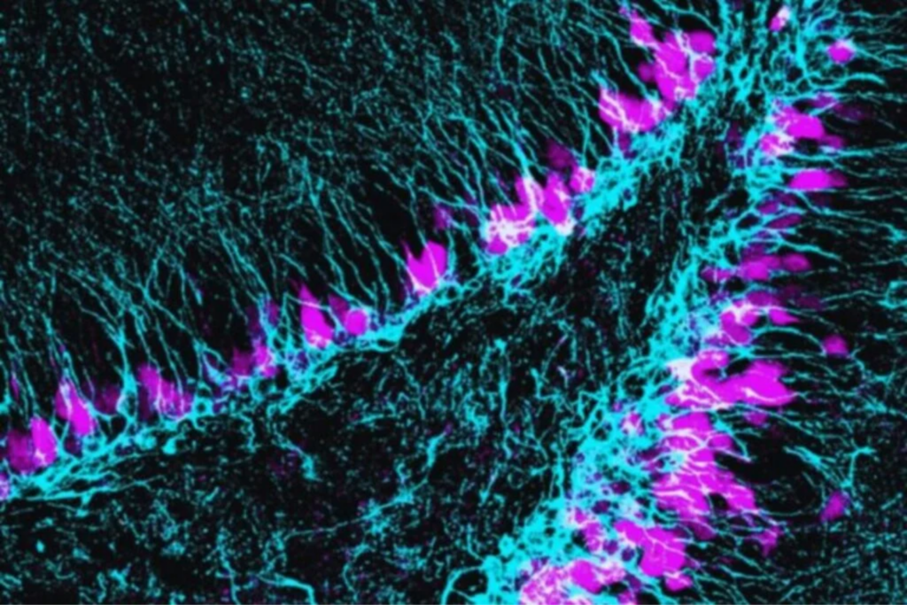 Cicatrizar E Regenerar