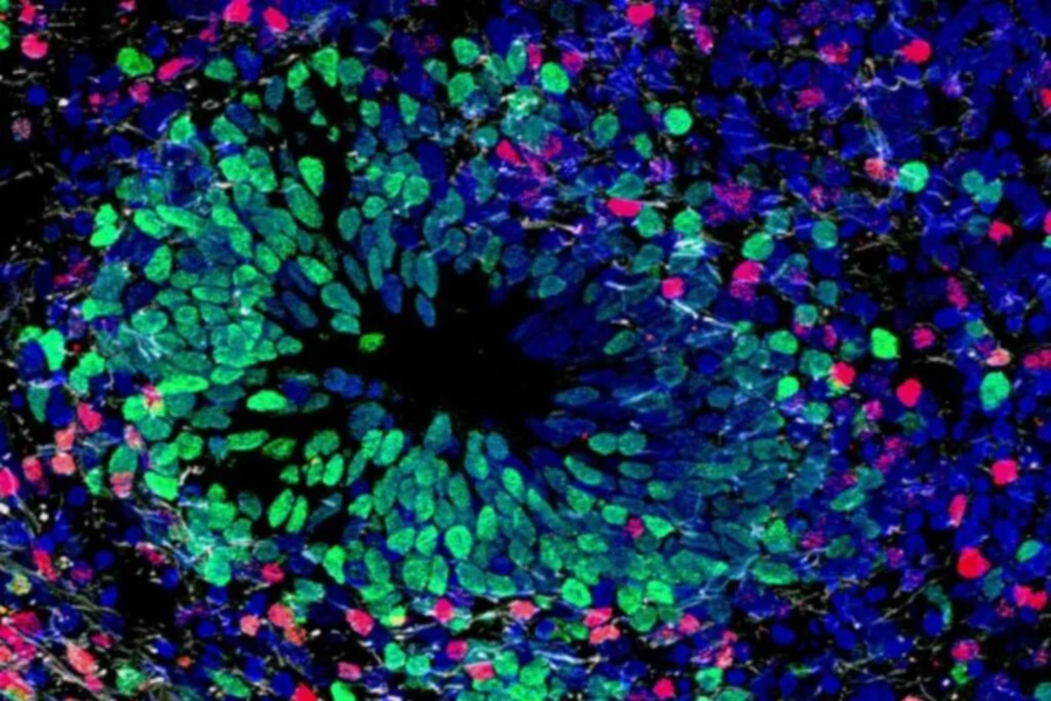 Cicatrizar E Regenerar1