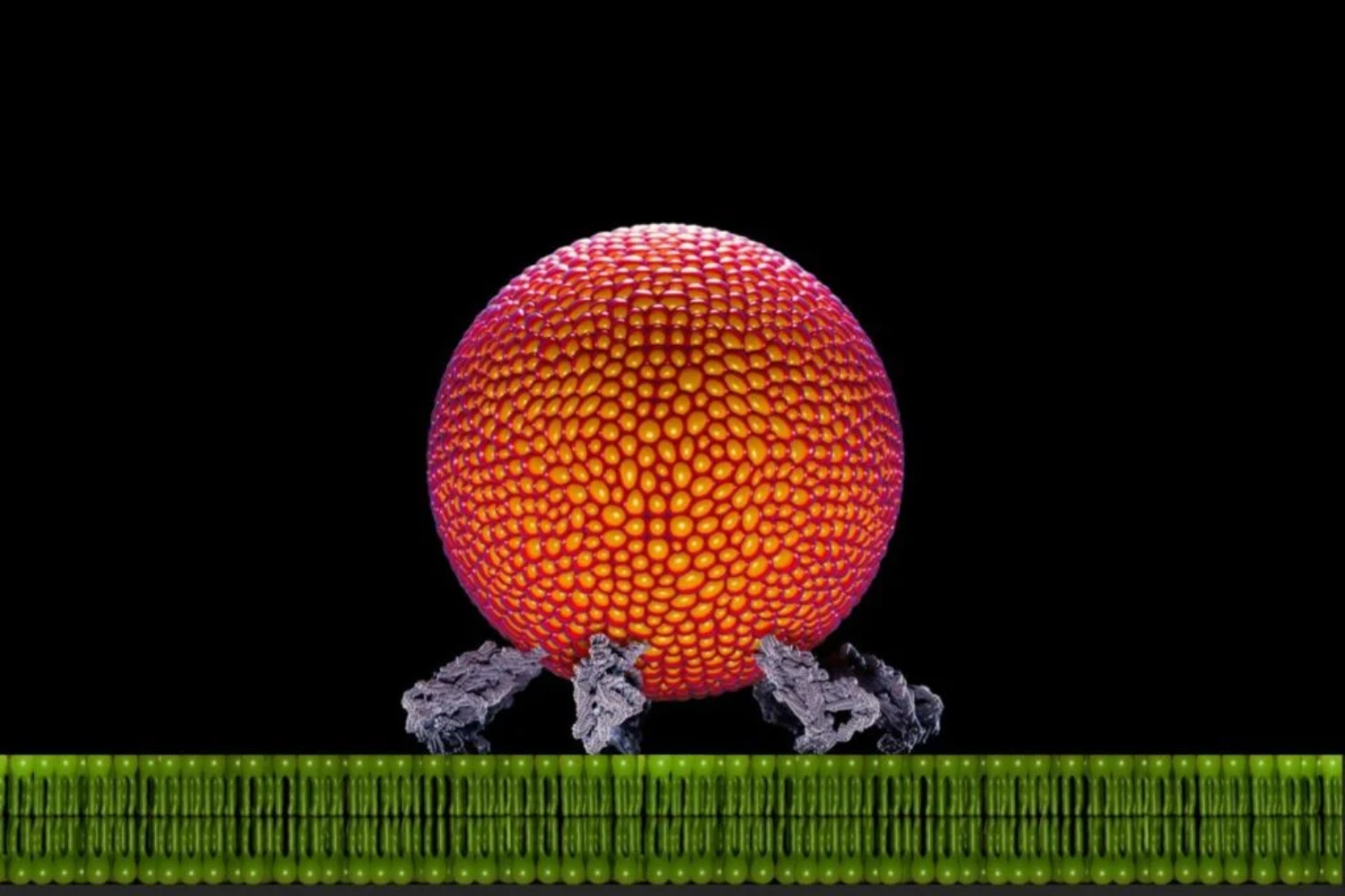 Dentro Das Células1