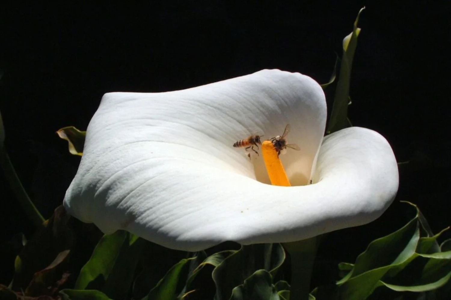 Insetos, Plantas E Alimentos1