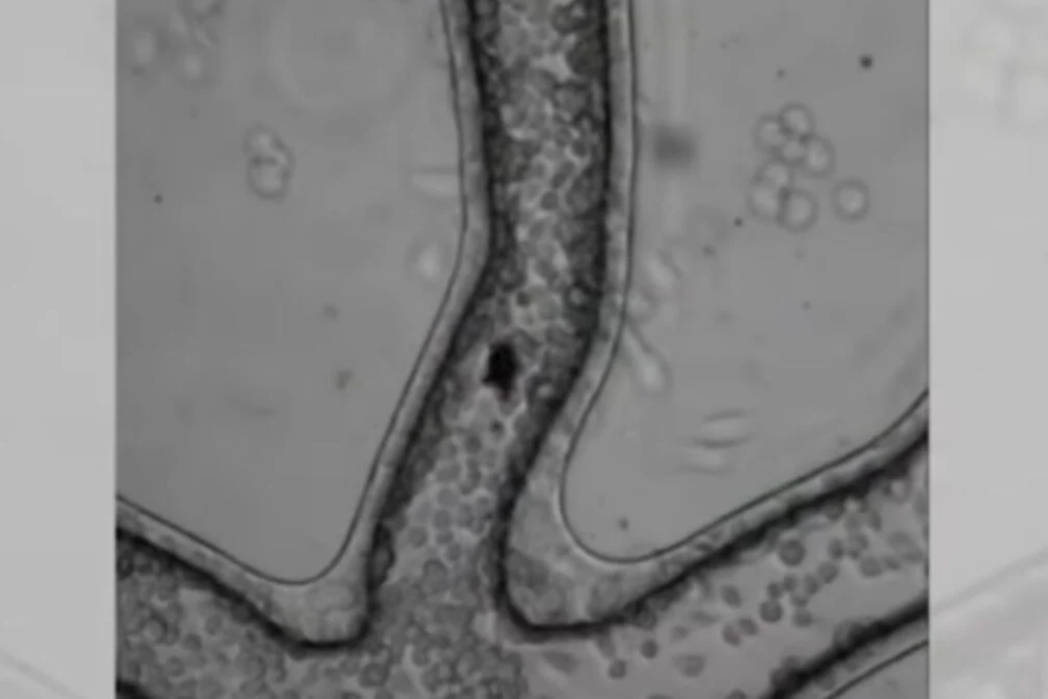 Robô Microscópico1