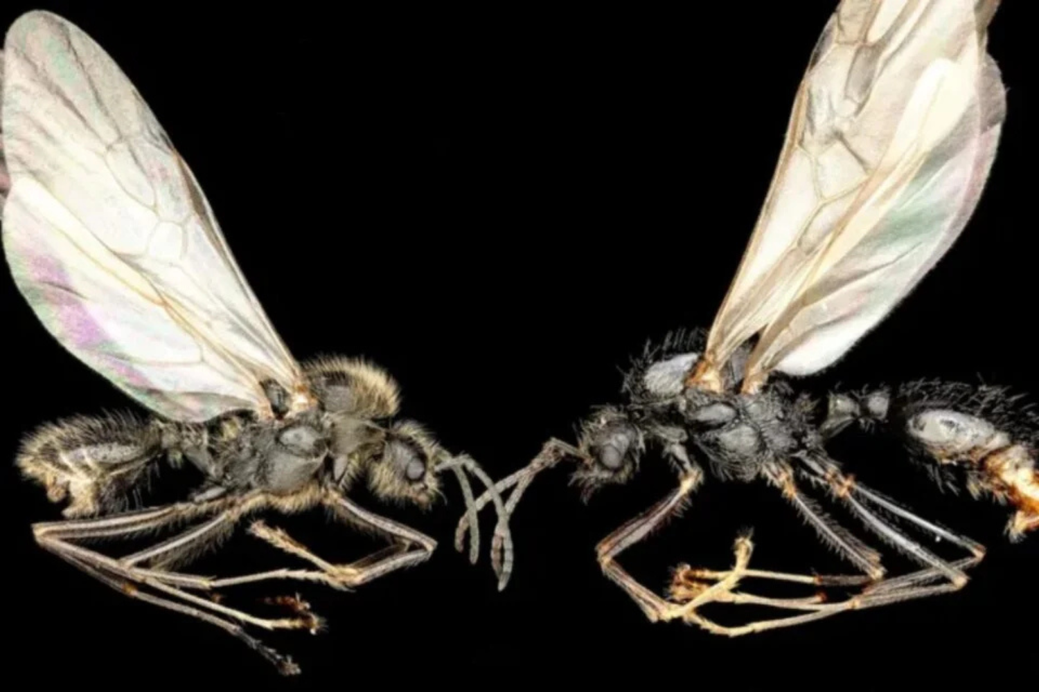 1cientistas Encontraram Uma Rainha De Formigas Capaz De Gerar Descendentes De Duas Espécies Diferentes