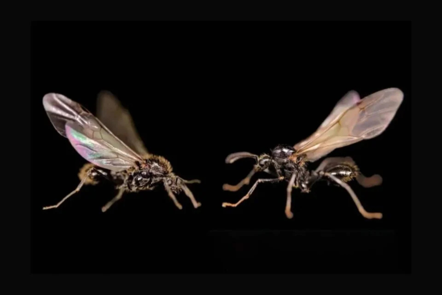 2cientistas Encontraram Uma Rainha De Formigas Capaz De Gerar Descendentes De Duas Espécies Diferentes