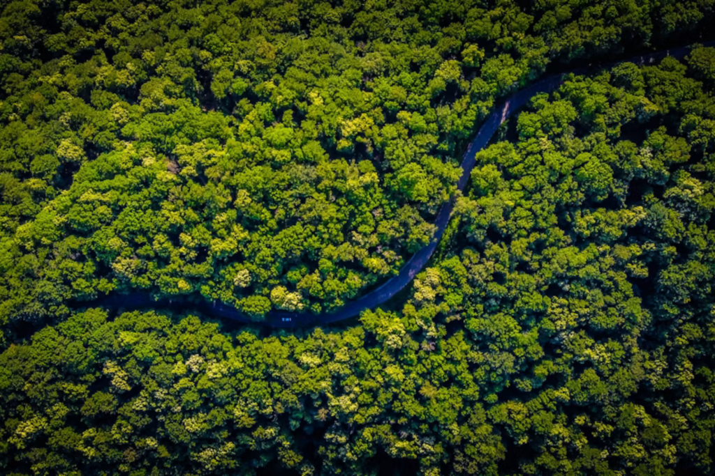 Arvores Amazonia