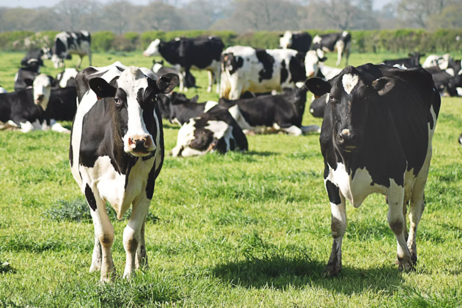 Cinco Vacas Foram Abandonadas Em Uma Ilha Isolada No Século Xix