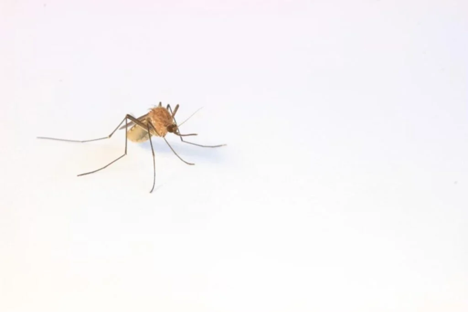 Dna De Mosquitos1