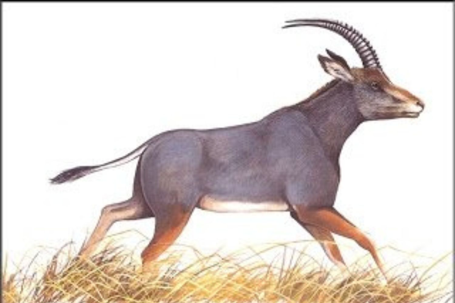 Cientistas querem recriar o bluebuck, antílope extinto há mais de 200 anos