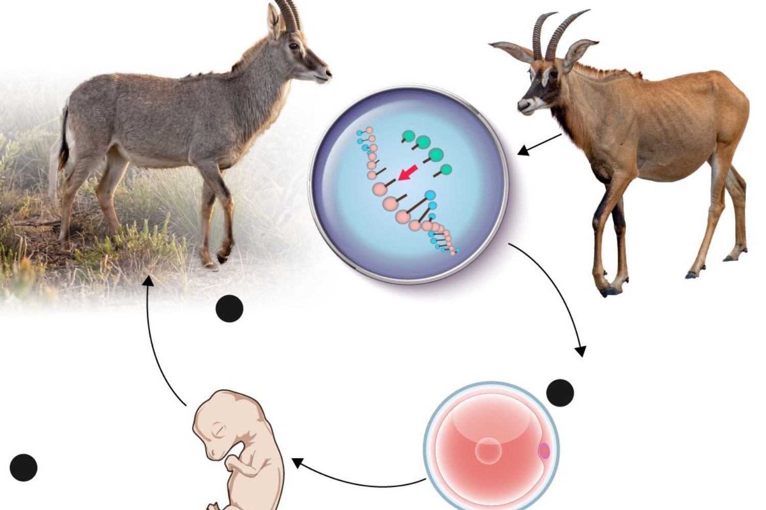 Cientistas querem recriar o bluebuck, antílope extinto há mais de 200 anos