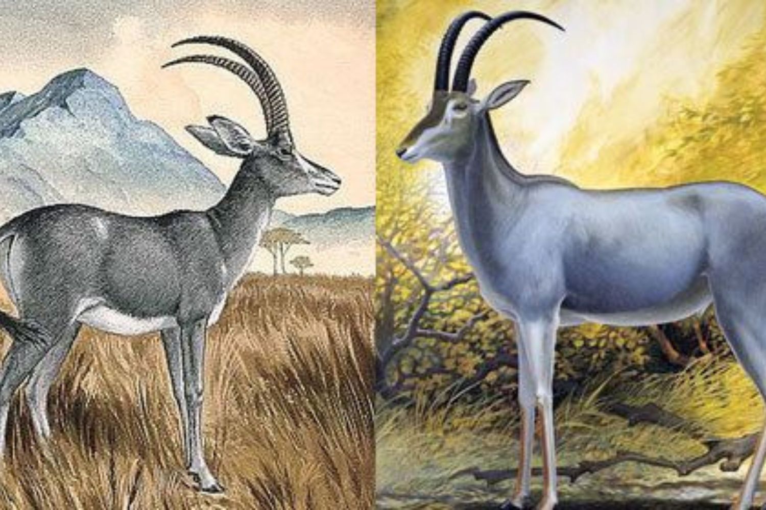 Cientistas querem recriar o bluebuck, antílope extinto há mais de 200 anos