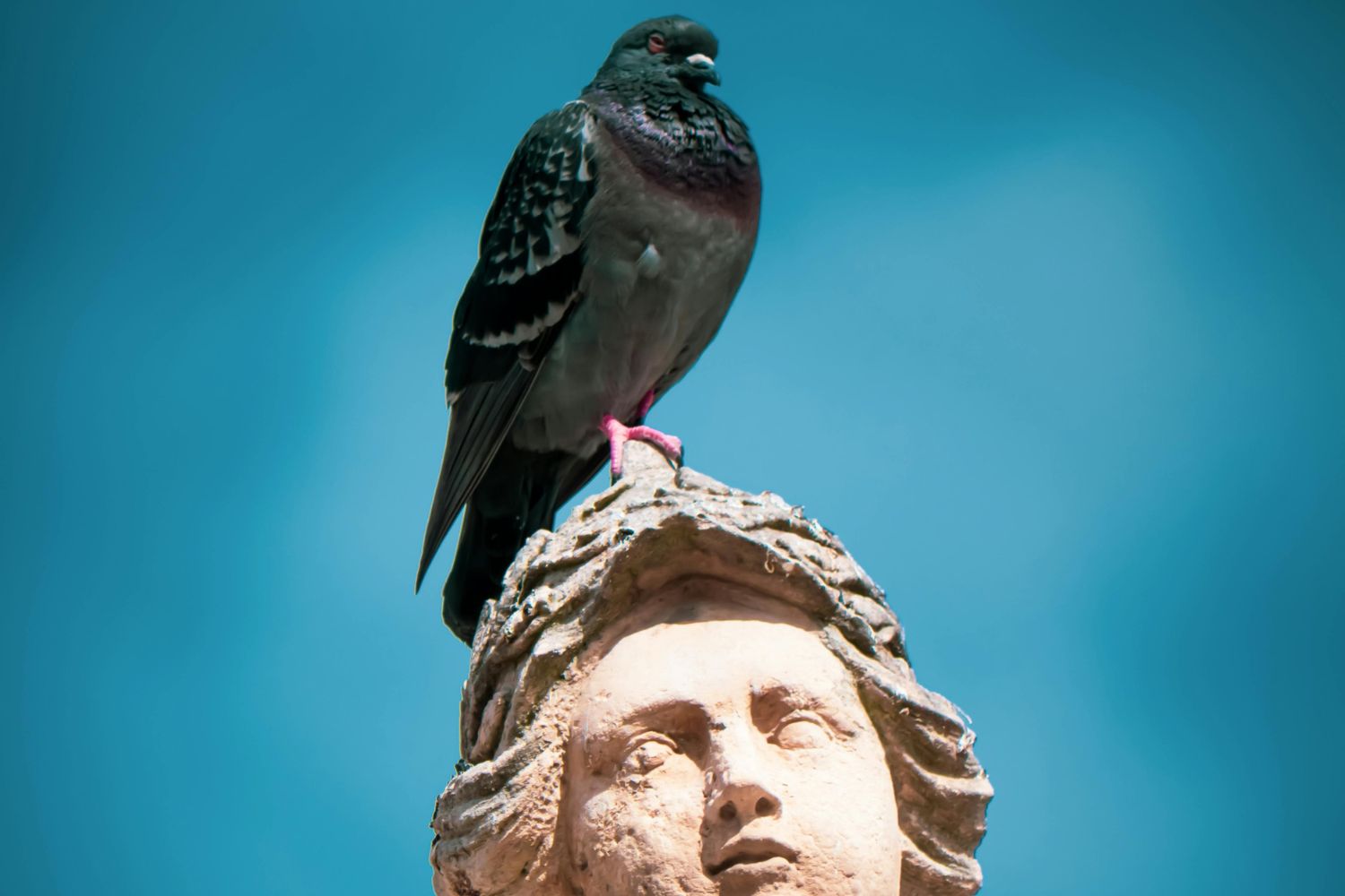 As aves que dominaram as cidades podem ter ajudado a construir as primeiras civilizações humanas