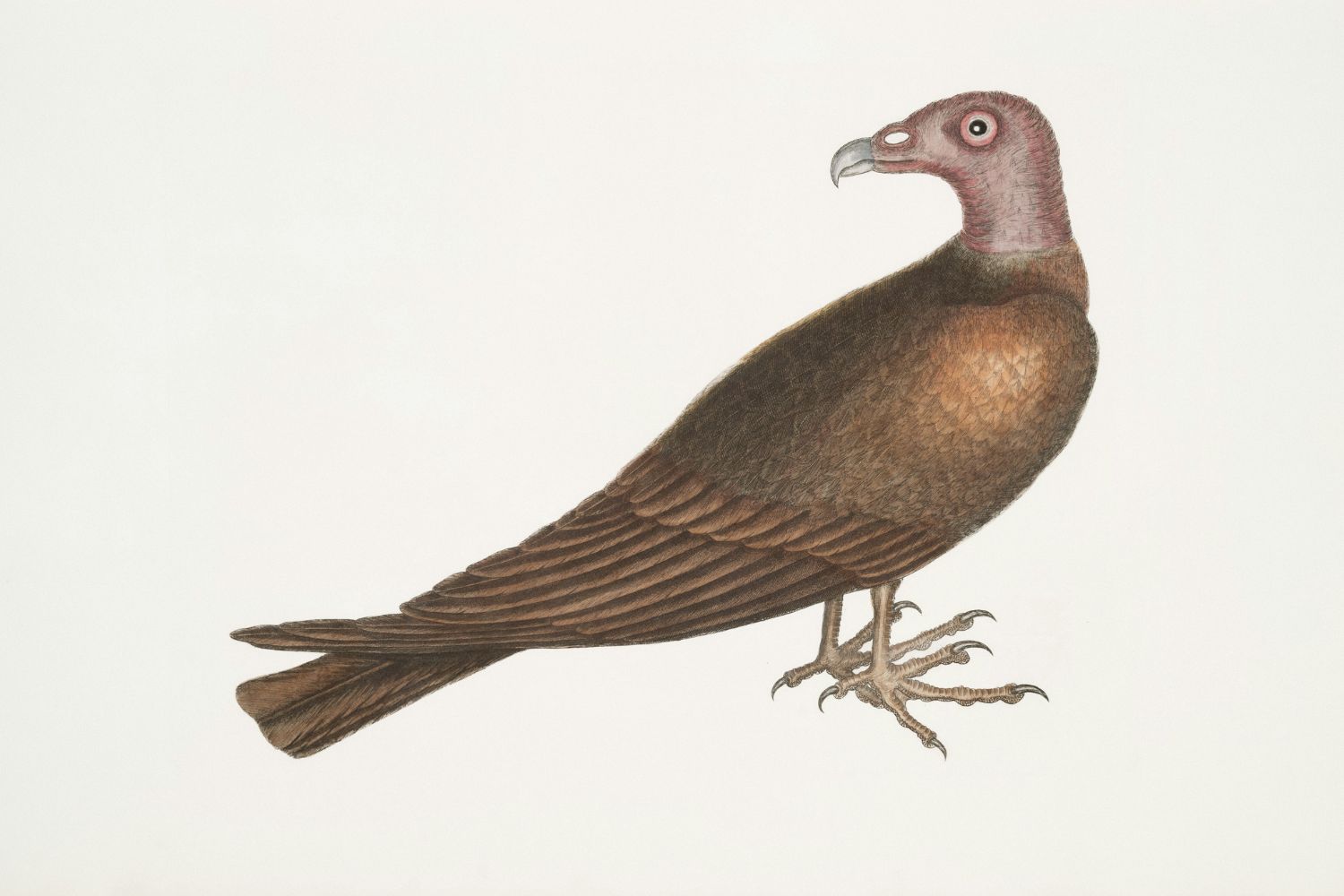 As aves que dominaram as cidades podem ter ajudado a construir as primeiras civilizações humanas
