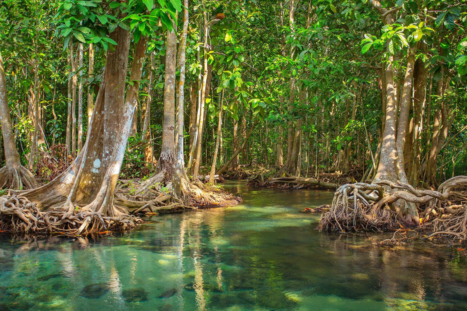 Existe Uma Floresta Na América Latina Que Parece Flutuar Sobre O Mar