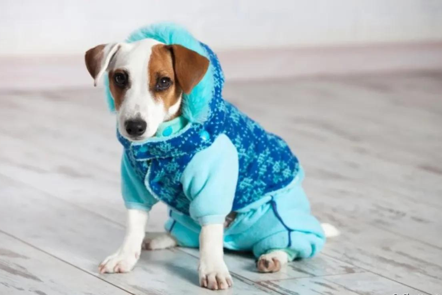 Nem Todo Cachorro Sente Frio Do Mesmo Jeito VeterináriOS Explicam Quando O Casaco Deixa De Ser Luxo E Vira Proteção Necessária