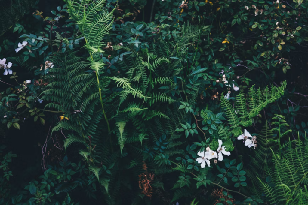 Plantas
