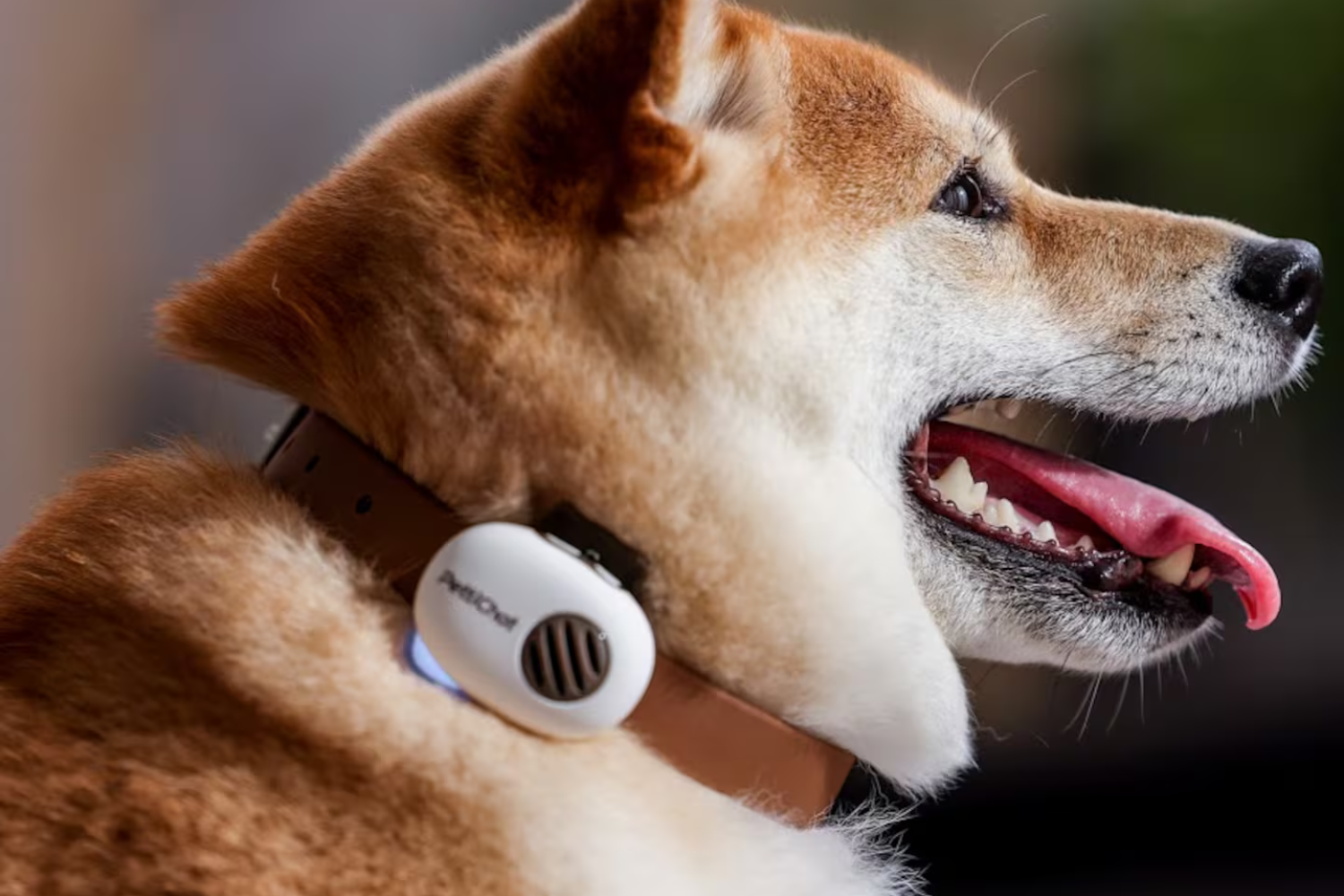 Uma Empresa Chinesa Apresentou Um Colar Inteligente Capaz De Interpretar Sons, Movimentos E Comportamentos De Animais Domésticos Usando Inteligência Artificial