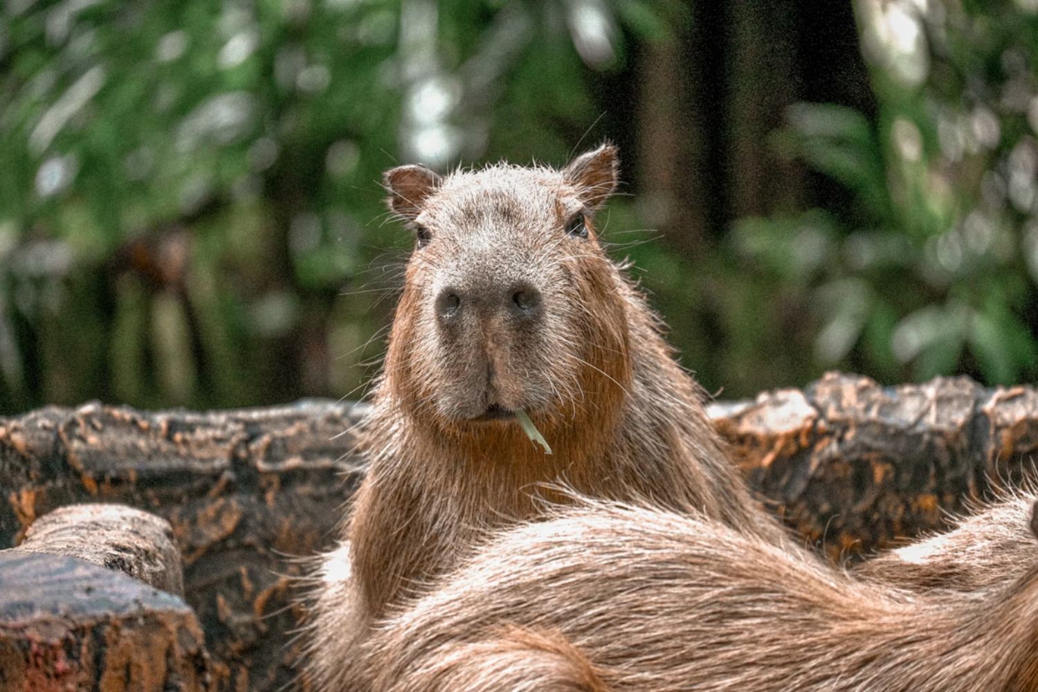 Por que jacarés quase nunca atacam capivaras mesmo vivendo lado a lado