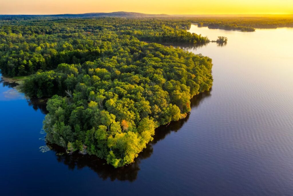Desmatamento na Amazônia atinge menor nível em anos e surpreende especialistas