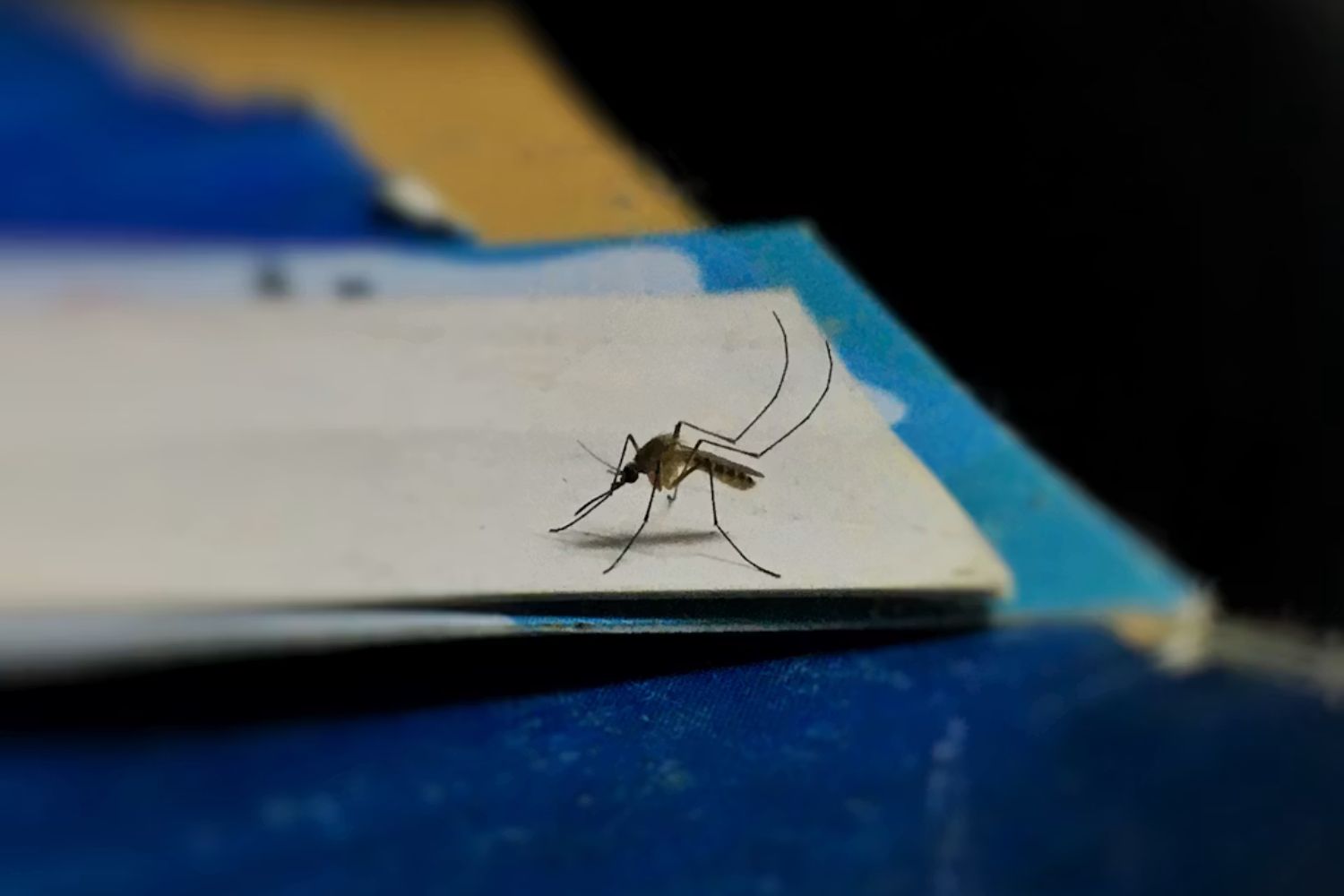Cientistas descobriram um “ponto fraco” comum entre dengue, zika e outros vírus perigosos